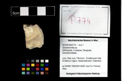 Foto (Objekt + Etikett) von Goniodromites sp.  (NHMW-GEO-2014-0194-0774)